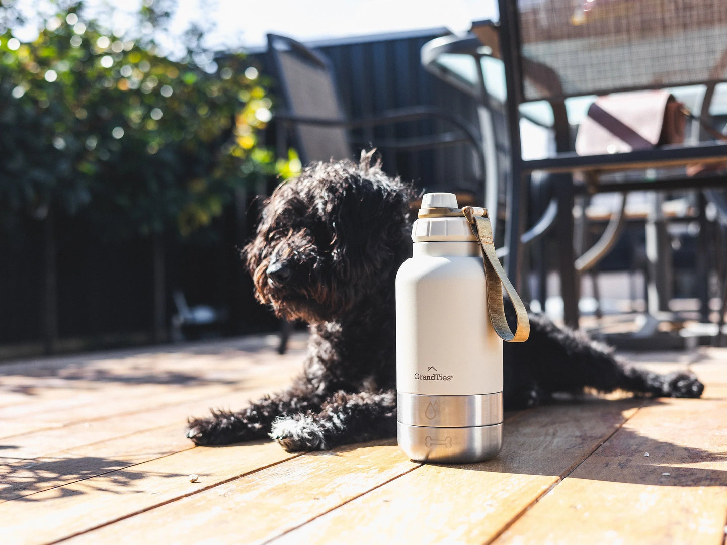 The Ultimate Dog Travel Companion