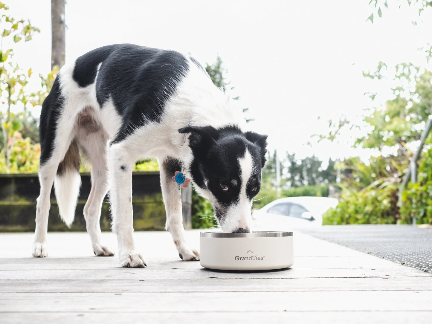 Fresh Sips, Happy Tails